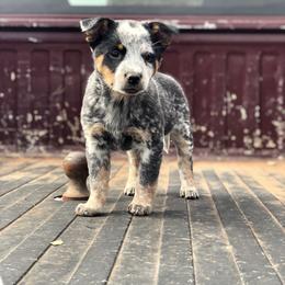Australian Cattle Dog Puppies from S&B Cattle Co.