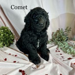 Comet - Black Goldendoodle puppy in Oak Glen, California from Oak Glen Family Doodles