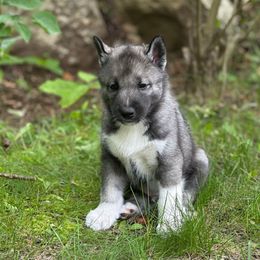 Oak - Agouti and white male Siberian Husky puppy in Raymond, New Hampshire from Artico Siberians