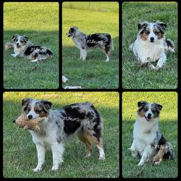 Stormy - Blue merle female Miniature American Shepherd puppy in Huntington, Texas from JKKJ Farms
