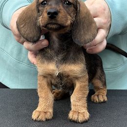 Dachshund Puppies from Passport Dachshunds
