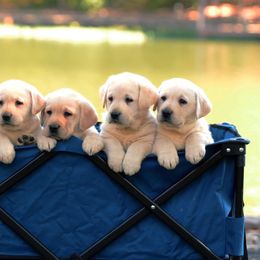 Labrador Retriever Puppies from Avery Labradors