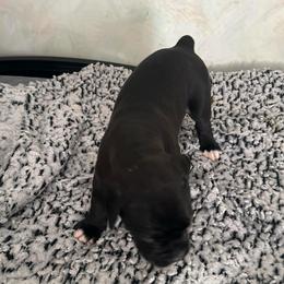 Puppy 1 - Brindle male Boxer puppy in Lakeland, Florida from Cote's Boxers