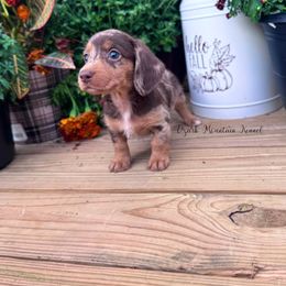 Cocoa - Dapple female Dachshund puppy in Conway, Missouri from Ozark Mountain Kennel