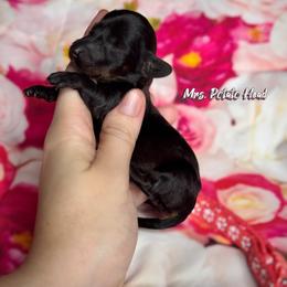 Dachshund Puppies from Royal Bloodline Canines