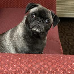 Pug puppies from Cactus Pugs & Hugs