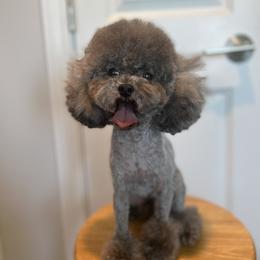 Ting Ting - Silver female Poodle puppy in Hilo, Hawaii from Premium Teacup Puppy of Hawaii