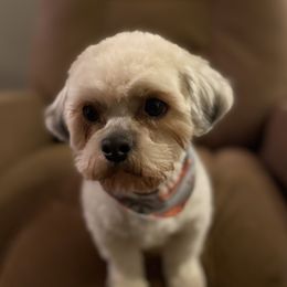 Musket - Shih Tzu
