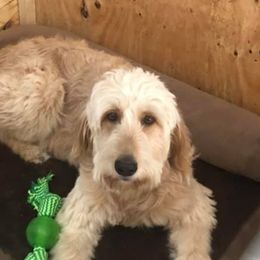Goldendoodles from Crockery Creek Doodles