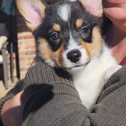 Pembroke Welsh Corgi Puppies from Shelly Bean Corgis