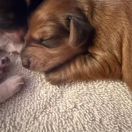 Theo - Red male Dachshund puppy in Swanton, Ohio from Mighty But Mini Dachshunds