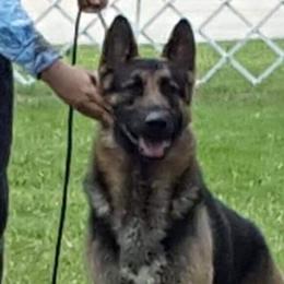 Ruger - German Shepherd