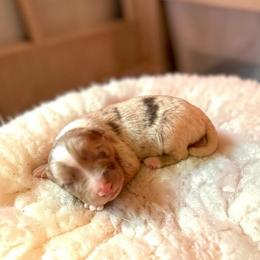 Sterling - Red merle male Australian Shepherd puppy in Statesville, North Carolina from Charming Australian Shepherds