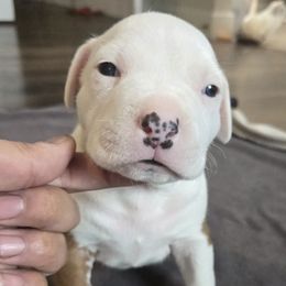 Rabbit - Red male American Pit Bull Terrier puppy in Aurora, Colorado from BlueRose Kennel