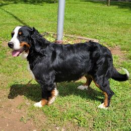 Lulu - Bernese Mountain Dog