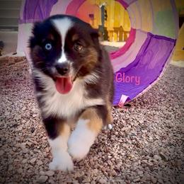 Glory - Black tri female Miniature Australian Shepherd puppy in Chino Valley, Arizona from BlueZion Aussies
