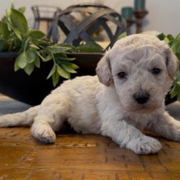 MMs 1800 Valentines Special - White female Sheepadoodle puppy in Cartersville, Georgia from Simply Blessed Doodles