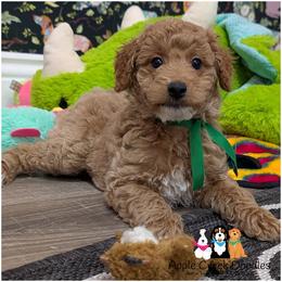 Scotch - F1b Mini Goldendoodle - Apricot male Goldendoodle puppy in Jeddo, Michigan from Apple Creek Doodles