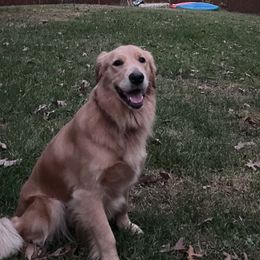 Golden Retrievers from Houston’s Golden Haven