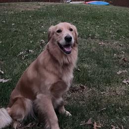 Golden Retrievers from Houston’s Golden Haven