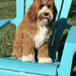 Australian Labradoodles from Leslie Kalwara