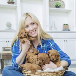 Goldendoodle Puppies from Jessie’s Doodles