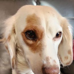 Elsa - Dachshund