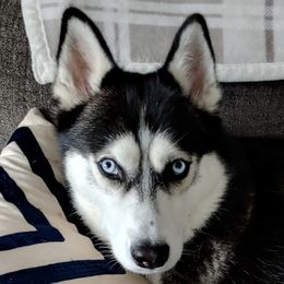 Akira - Siberian Husky