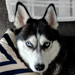 Akira - Siberian Husky