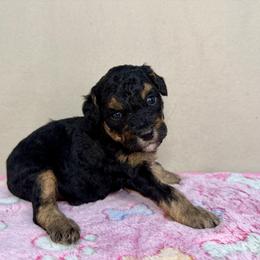 Bliss - Phantom female Poodle puppy in Stilwell, Oklahoma from LR&R Dog Co.