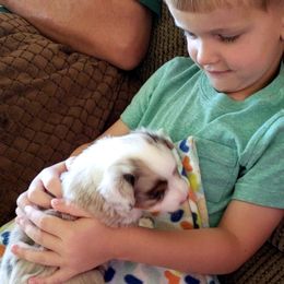 Toy Australian Shepherd Puppies from Reflections of Star Crest Kennel