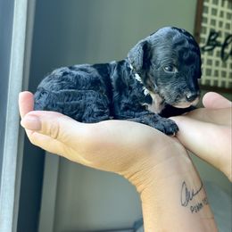 Ninja - Black male Goldendoodle puppy in Gastonia, North Carolina from Crowders Creek Doodles