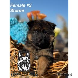 Stormi - Black and red female German Shepherd puppy in Hesperia, California from Von Geesa