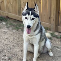 Sakari - Siberian Husky