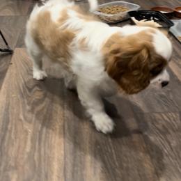 Cavalier King Charles Spaniel Puppies from AustinCavalier