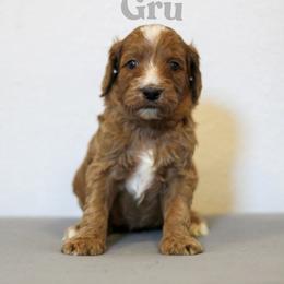 Gru - Red  male Goldendoodle puppy in College Station, Texas from Em & El Doodles