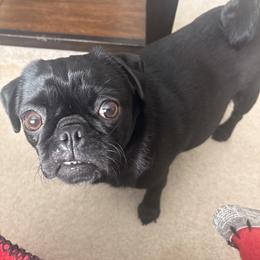 Pug All Grown Up from Double Dutch Pug Co.