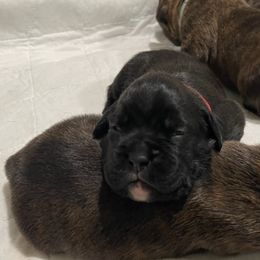 Diva - RESERVED - Brindle Boxer puppy in Taft, Tennessee from Hillbillie Boxers
