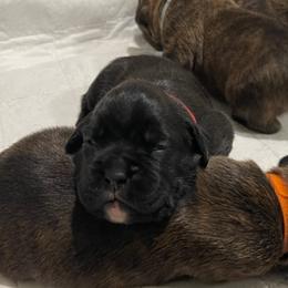 Diva - RESERVED - Brindle Boxer puppy in Taft, Tennessee from Hillbillie Boxers