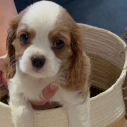 Warren Wiggins - Blenheim male Cavalier King Charles Spaniel puppy in Gilbert, Arizona from Mayflowers Cavalier Spaniels