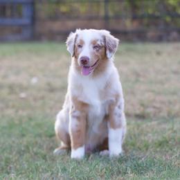 Reggae - Red merle male Miniature American Shepherd puppy in Stephenville, Texas from Diamond H Aussies