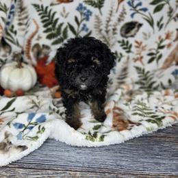 Poodle puppies from BirchBark Poodles