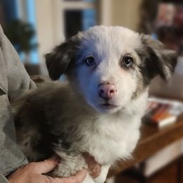 Border Collie Puppies from Bond Border Collies