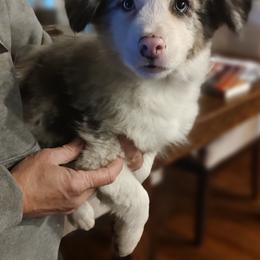 Border Collie Puppies from Bond Border Collies