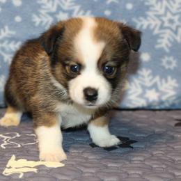 Courage - Red male Toy Australian Shepherd puppy in Humansville, Missouri from Tater Tot aussies