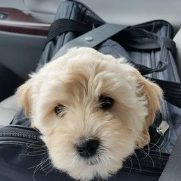 Cherry Lane Labradoodles breeder of 