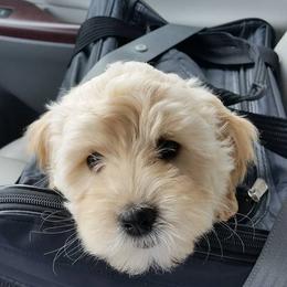 Cherry Lane Labradoodles breeder of 