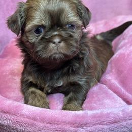 Akc Lux - Chocolate and tan female Shih Tzu puppy in Roseville, Michigan from Diamond Paws LLC