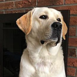 Labrador Retrievers from Rocky Flats Kennels