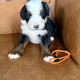 Rex - Tri-color male Bernedoodle puppy in Midland, Texas from Southern Oak Breeders LLC